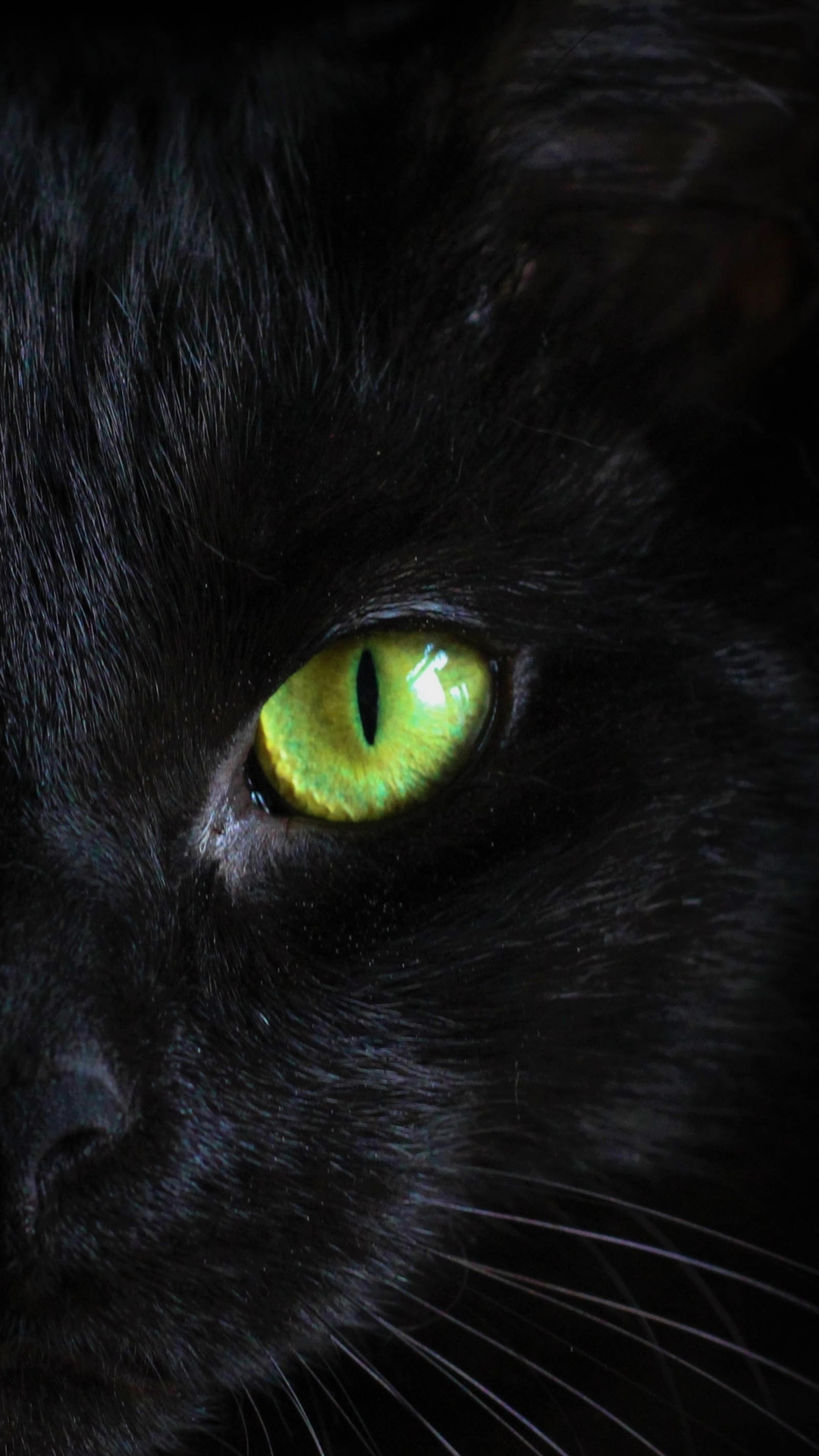 黑猫的青色瞳孔创意手机壁纸