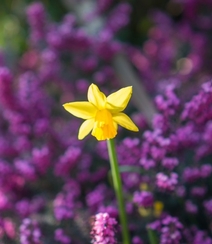 黄色花朵的清新水仙花图片组图8