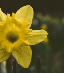 黄色花朵的清新水仙花图片组图9