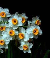 白色花瓣，黄色花蕊的好看水仙花微距摄影图片组图1