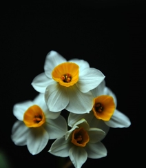 白色花瓣，黄色花蕊的好看水仙花微距摄影图片组图7