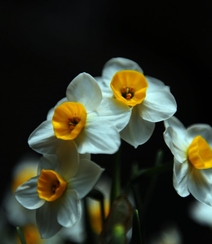 白色花瓣，黄色花蕊的好看水仙花微距摄影图片组图8