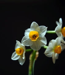 白色花瓣，黄色花蕊的好看水仙花微距摄影图片组图6