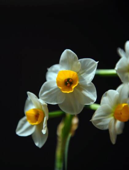 白色花瓣，黄色花蕊的好看水仙花微距摄影图片