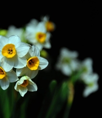白色花瓣，黄色花蕊的好看水仙花微距摄影图片组图2