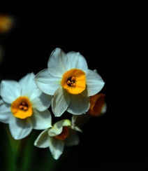白色花瓣，黄色花蕊的好看水仙花微距摄影图片组图5