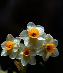 白色花瓣，黄色花蕊的好看水仙花微距摄影图片组图10