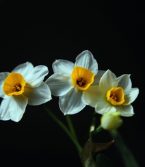 白色花瓣，黄色花蕊的好看水仙花微距摄影图片组图9