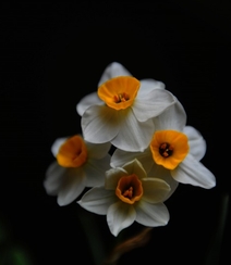 白色花瓣，黄色花蕊的好看水仙花微距摄影图片组图11