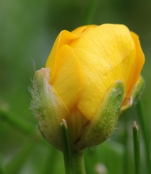 颜色鲜艳，花色丰富的唯美罂粟花朵微距摄影图片组图6