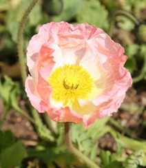 颜色鲜艳，花色丰富的唯美罂粟花朵微距摄影图片组图4