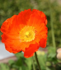 颜色鲜艳，花色丰富的唯美罂粟花朵微距摄影图片组图5