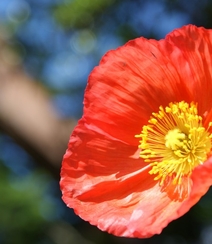 颜色鲜艳，花色丰富的唯美罂粟花朵微距摄影图片组图2
