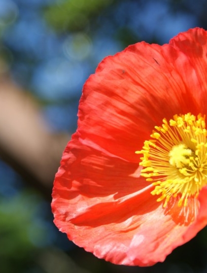 颜色鲜艳，花色丰富的唯美罂粟花朵微距摄影图片