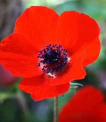 颜色鲜艳，花色丰富的唯美罂粟花朵微距摄影图片组图3