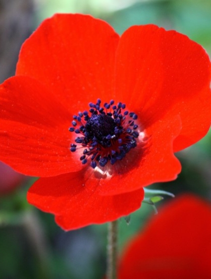 颜色鲜艳，花色丰富的唯美罂粟花朵微距摄影图片
