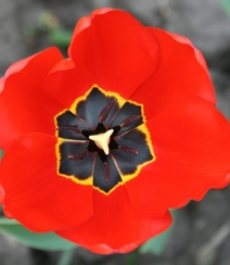 颜色鲜艳，花色丰富的唯美罂粟花朵微距摄影图片组图12