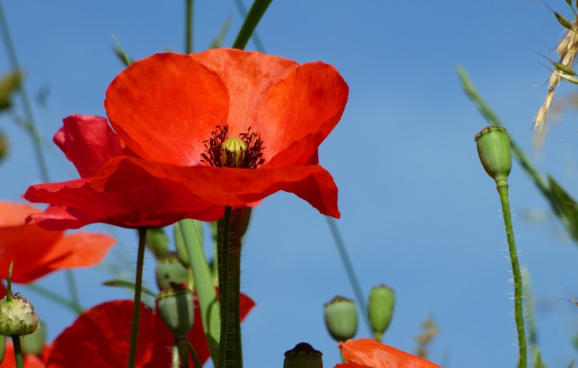 颜色鲜艳，花色丰富的唯美罂粟花朵微距摄影图片图片