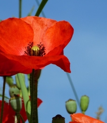 颜色鲜艳，花色丰富的唯美罂粟花朵微距摄影图片组图8