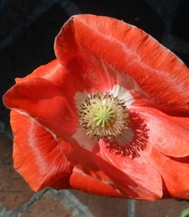颜色鲜艳，花色丰富的唯美罂粟花朵微距摄影图片组图11