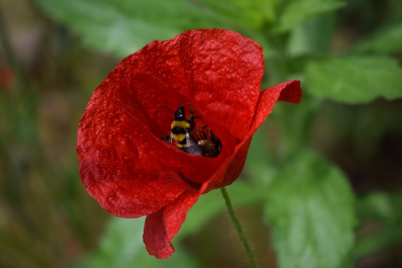 颜色鲜艳，花色丰富的唯美罂粟花朵微距摄影图片图片