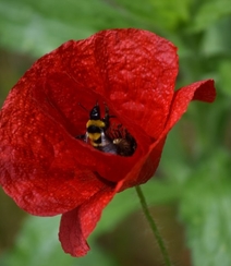 颜色鲜艳，花色丰富的唯美罂粟花朵微距摄影图片组图13