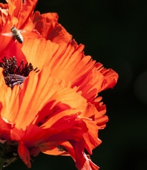 颜色鲜艳，花色丰富的唯美罂粟花朵微距摄影图片组图15
