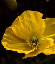 颜色鲜艳，花色丰富的唯美罂粟花朵微距摄影图片组图14