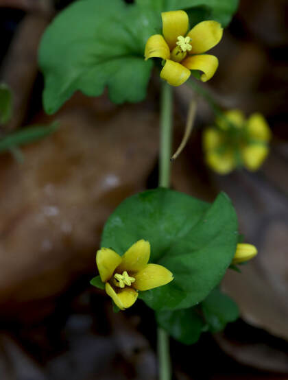 生于疏林下的小花朵草本植物光叶巴东过路黄图片