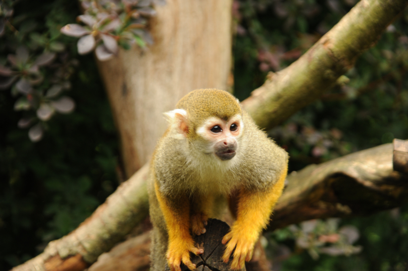 体型小巧的可爱小型卷尾猴-松鼠猴图片图片