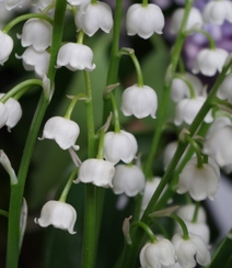 绿叶丛中的白色小花朵-铃兰图片
