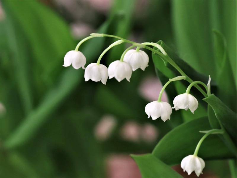 绿叶丛中的白色小花朵-铃兰图片图片