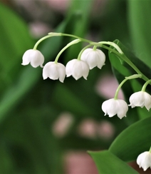 绿叶丛中的白色小花朵-铃兰图片组图3
