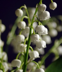 绿叶丛中的白色小花朵-铃兰图片组图6