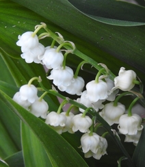 绿叶丛中的白色小花朵-铃兰图片组图7