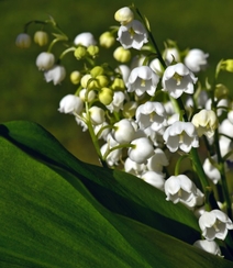 绿叶丛中的白色小花朵-铃兰图片组图4