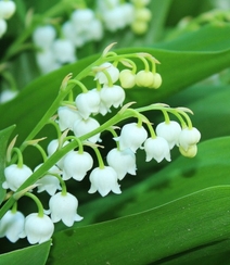 绿叶丛中的白色小花朵-铃兰图片组图9