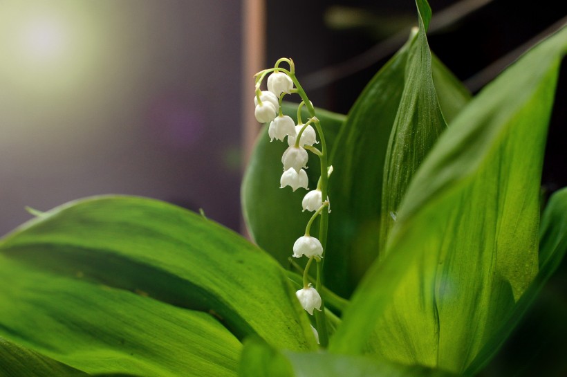 绿叶丛中的白色小花朵-铃兰图片图片