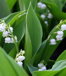 绿叶丛中的白色小花朵-铃兰图片组图8