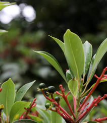 樟科植物红楠图片，以根皮入药的红楠原来长什么样子图片组图9