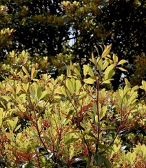 樟科植物红楠图片，以根皮入药的红楠原来长什么样子图片组图3