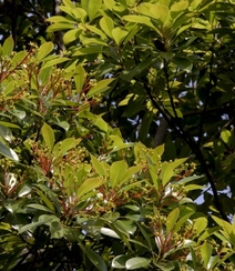 樟科植物红楠图片，以根皮入药的红楠原来长什么样子图片组图11