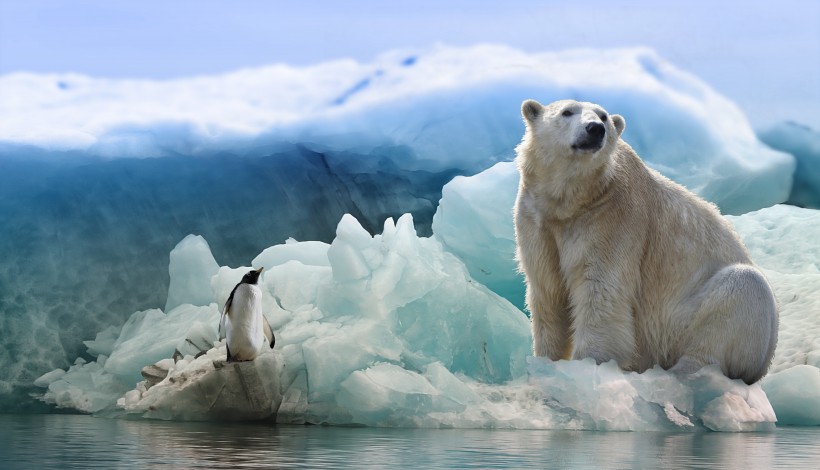 野外不同场景里生活的可爱白色北极熊图片图片