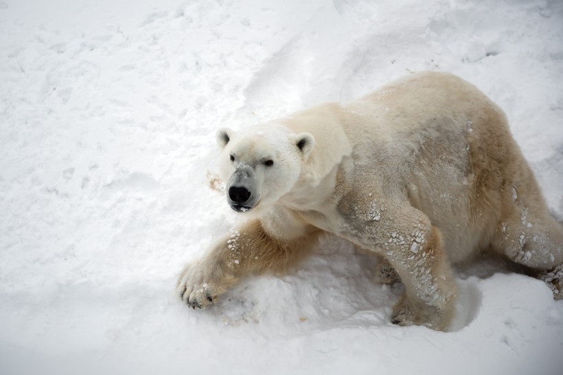 野外不同场景里生活的可爱白色北极熊图片图片