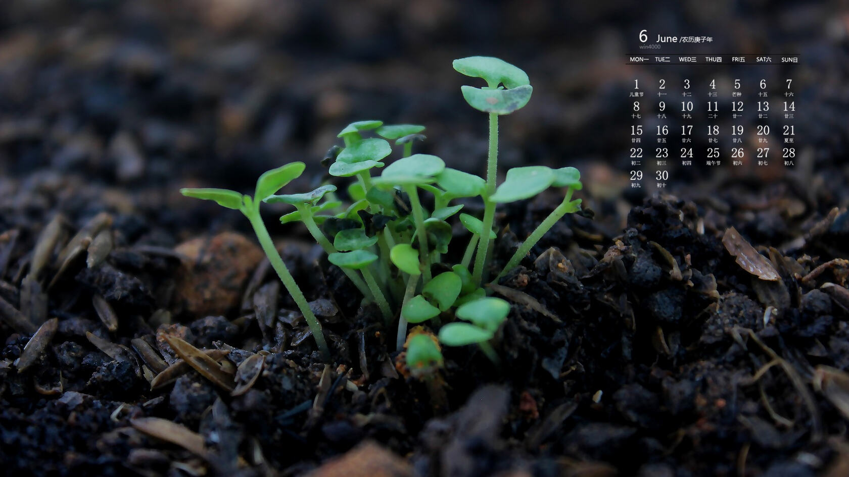 刚冒出土的植物嫩芽，2020年6月绿色护眼植物系日历壁纸图片第1张图片