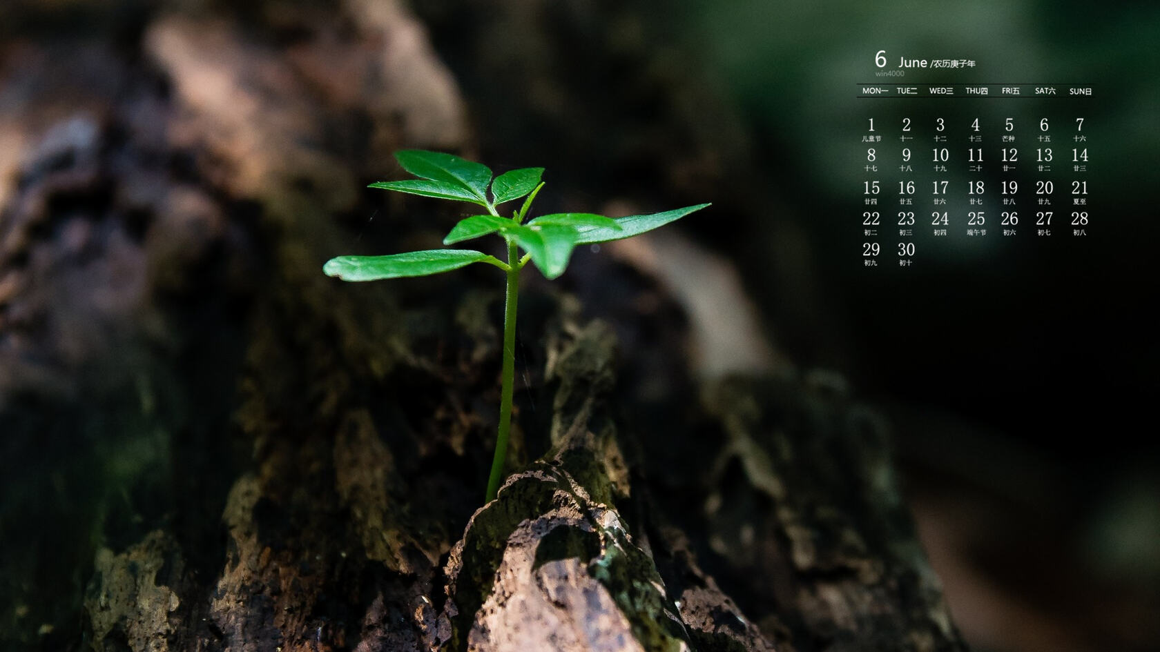 刚冒出土的植物嫩芽，2020年6月绿色护眼植物系日历壁纸图片套图2