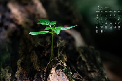 刚冒出土的植物嫩芽，2020年6月绿色护眼植物系日历壁纸图片