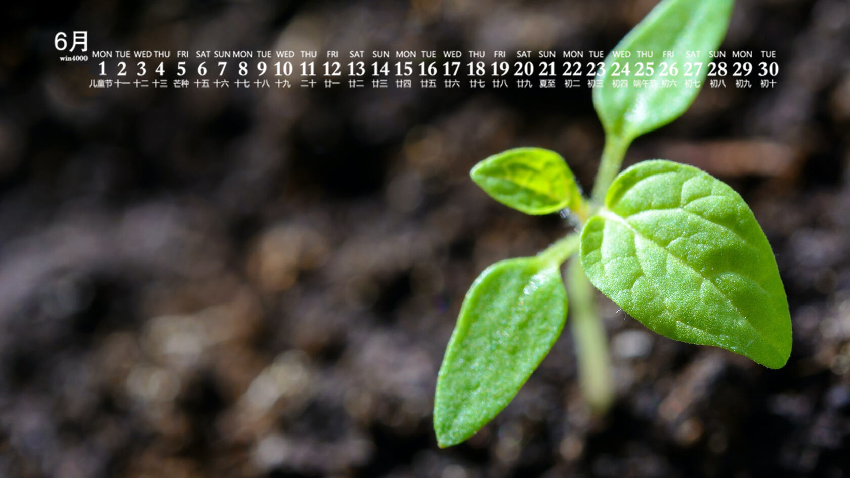 刚冒出土的植物嫩芽，2020年6月绿色护眼植物系日历壁纸图片套图4