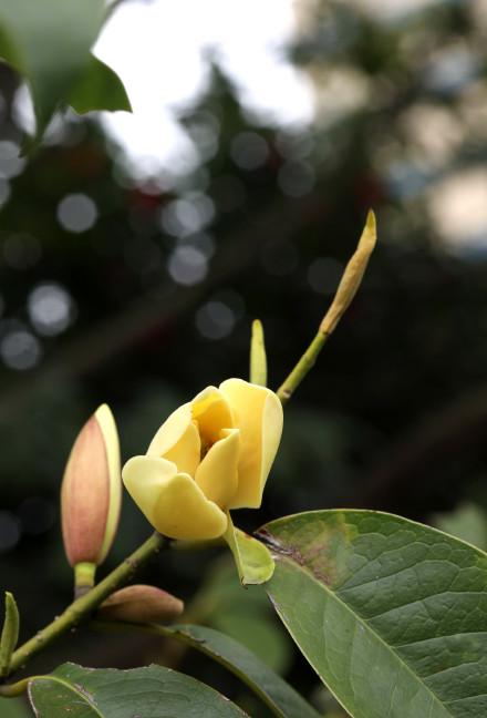 花开正好的乐昌含笑花朵，果实唯美图片图片