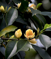 花开正好的乐昌含笑花朵，果实唯美图片组图10